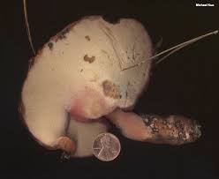 Attēlu rezultāti vaicājumam “Fistulina hepatica”