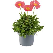 Image result for Papaver nudicaule