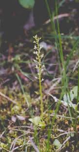 Attēlu rezultāti vaicājumam “Malaxis monophyllos flower”