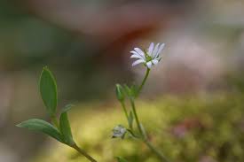 Attēlu rezultāti vaicājumam “Stellaria uliginosa”