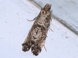 Attēlu rezultāti vaicājumam “Morophaga choragella”