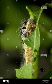 Attēlu rezultāti vaicājumam “Pieris brassicae larva”