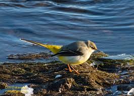 Attēlu rezultāti vaicājumam “Motacilla cinerea”