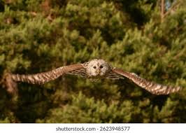 Attēlu rezultāti vaicājumam “Strix uralensis”