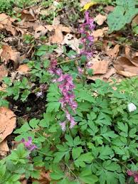 Attēlu rezultāti vaicājumam “Corydalis cava flower”