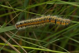 Attēlu rezultāti vaicājumam “Lasiocampa trifolii”