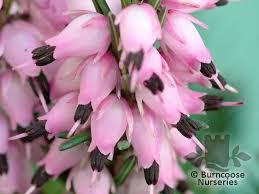 Attēlu rezultāti vaicājumam “Erica x darleyensis flower”
