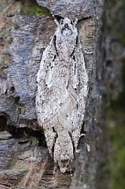 Attēlu rezultāti vaicājumam “Semioscopis avellanella”