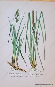 Attēlu rezultāti vaicājumam “Carex arenaria”