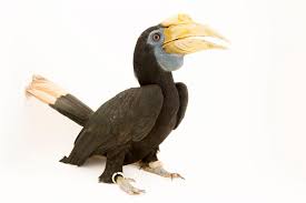 Attēlu rezultāti vaicājumam “Rhynocoris annulatus imago”