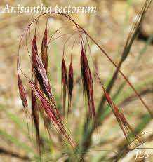 Attēlu rezultāti vaicājumam “Anisantha tectorum”