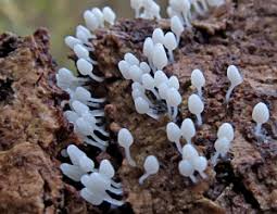 Attēlu rezultāti vaicājumam “Lycogala ustulatum sessile”