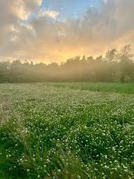 Image result for Glastonbury Cricket Club