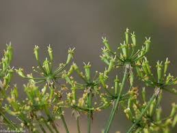 Attēlu rezultāti vaicājumam “Chaerophyllum aromaticum”