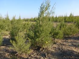 Image result for Alonsoa linearis