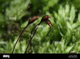 Attēlu rezultāti vaicājumam “Brachythecium salebrosum sporophyte”