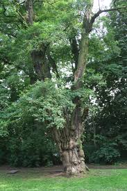 Attēlu rezultāti vaicājumam “Robinia”