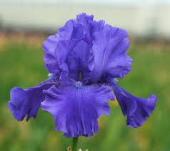 Image result for Iris