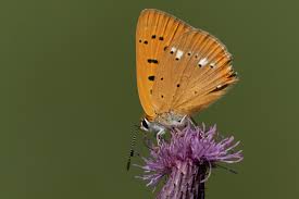Attēlu rezultāti vaicājumam “Lycaena virgaureae”