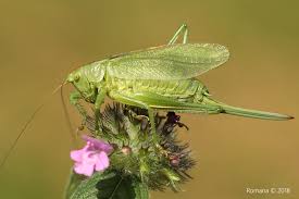 Attēlu rezultāti vaicājumam “Tettigonia cantans”