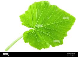 Attēlu rezultāti vaicājumam “Cucurbita pepo leaf”