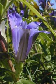 Attēlu rezultāti vaicājumam “Gentiana pneumonanthe flower”