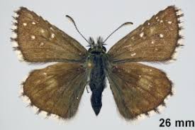 Attēlu rezultāti vaicājumam “Pyrgus serratulae”