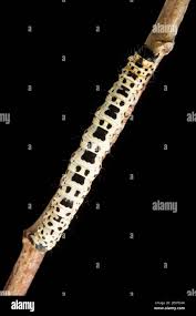 Attēlu rezultāti vaicājumam “Abraxas sylvata larva”