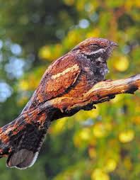 Attēlu rezultāti vaicājumam “Caprimulgus europaeus adult”