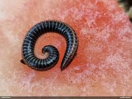 Attēlu rezultāti vaicājumam “Fuligo licentii”