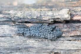 Attēlu rezultāti vaicājumam “Badhamia dubia”