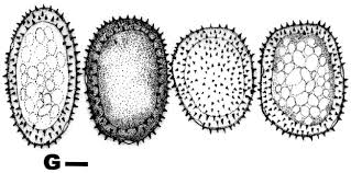 Attēlu rezultāti vaicājumam “Pucciniastrum areolatum”
