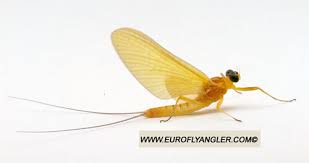 Attēlu rezultāti vaicājumam “Heptagenia sulphurea female”