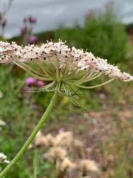 Attēlu rezultāti vaicājumam “Daucus carota subsp. carota”