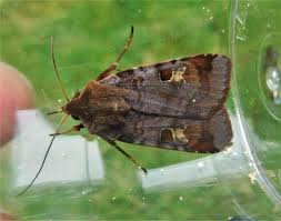 Attēlu rezultāti vaicājumam “Diarsia brunnea”