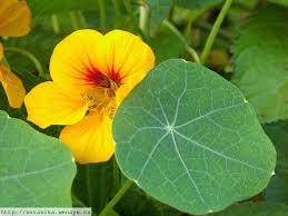 Image result for Tropaeolum majus