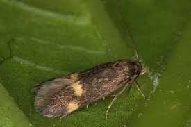 Attēlu rezultāti vaicājumam “Borkhausenia minutella”