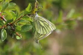 Attēlu rezultāti vaicājumam “Pieris napi female”