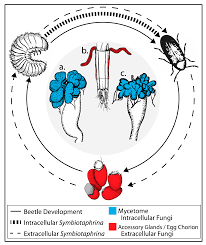 Attēlu rezultāti vaicājumam “Priobium carpini”