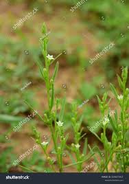 Attēlu rezultāti vaicājumam “Thesium ebracteatum”