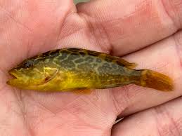 Image result for Hyporthodus quernus