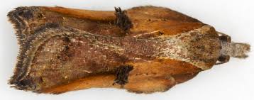 Attēlu rezultāti vaicājumam “Acleris cristana”