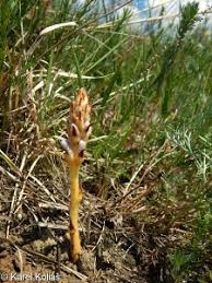 Attēlu rezultāti vaicājumam “Orobanche coerulescens flower”
