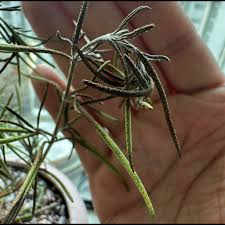 Attēlu rezultāti vaicājumam “Grimmia pulvinata”