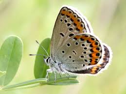 Attēlu rezultāti vaicājumam “Plebejus argyrognomon”