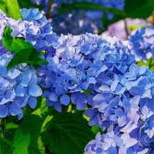 Attēlu rezultāti vaicājumam “Hydrangea”