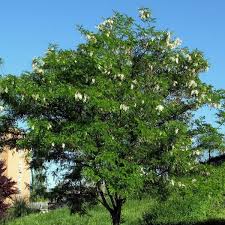 Attēlu rezultāti vaicājumam “Robinia pseudoacacia”