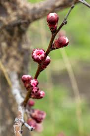Attēlu rezultāti vaicājumam “Cerasus bud”