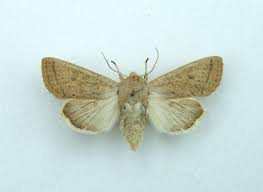 Attēlu rezultāti vaicājumam “Orthosia gracilis”