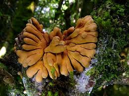 Attēlu rezultāti vaicājumam “Vouauxiomyces santessonii”